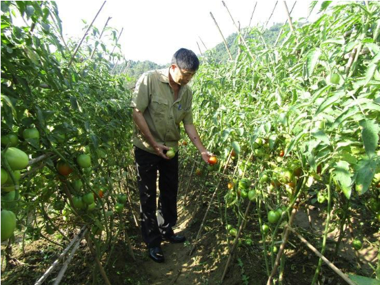 Hình 5. Thăm ruộng kiểm dịch