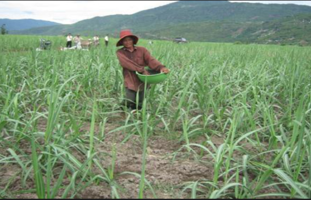 Hình 3. Chọn giống