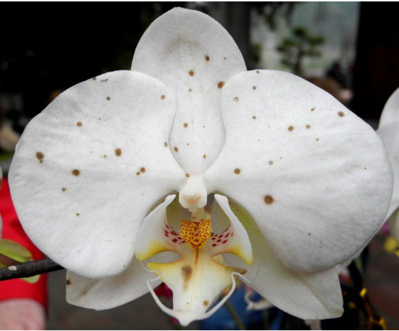 Hình 1. Đốm gỉ xuất hiện trên cánh hoa lan