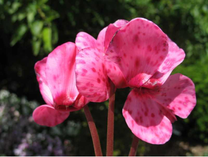 Hình 2. Dấu hiệu bệnh đốm gỉ trên hoa anh thảo