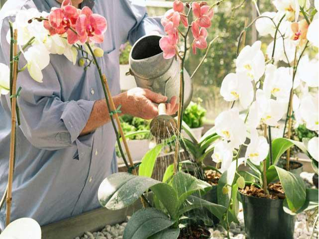 Hình 3. Tưới nước vào gốc lan, hạn chế tưới lên cánh hoa