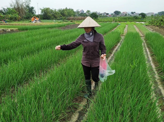 Hình 3: Kiểm tra đồng ruộng