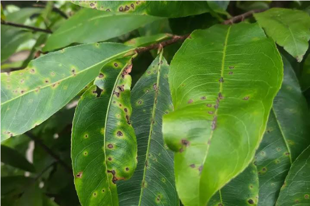 Hình 1. Bệnh đốm lá trên cây mai vàng