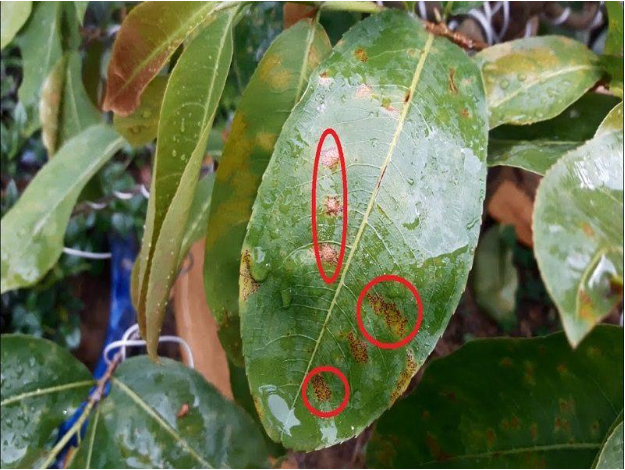 Hình 2. Vết bệnh trên lá