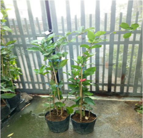 Hình 4. Chọn giống