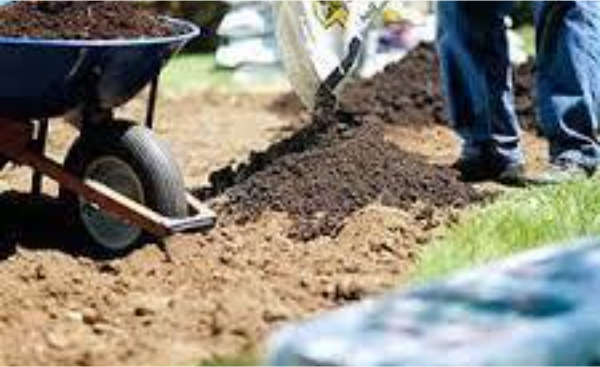 Hình 3: Kết hợp phân hữu cơ vào trong đất trồng lạc trước khi trồng