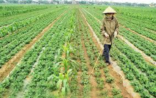 Hình 4: Phun thuốc cho cây lạc