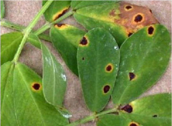 Hình 2. Vết bệnh trên lá