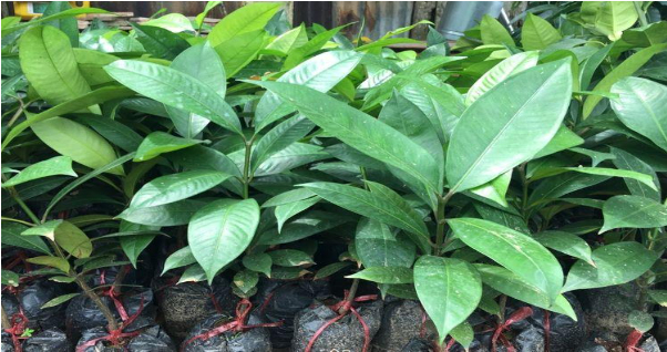 Hình 3. Chọn lọc cây giống khỏe mạnh