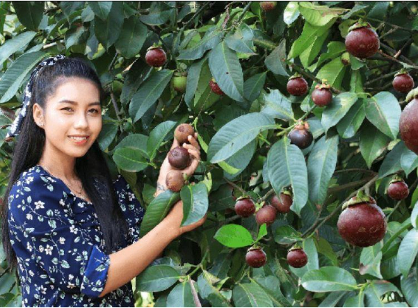 Hình 4. Măng cụt khỏe mạnh sạch bệnh