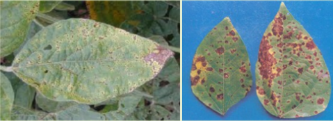 Hình 2: Dấu hiệu của bệnh đốm lá vi khuẩn trên cây đậu tương