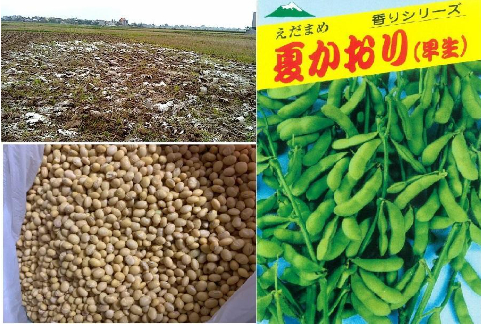 Hình 5: Bón vôi cày sâu, chọn giống tốt chất lượng kháng sâu bệnh cao