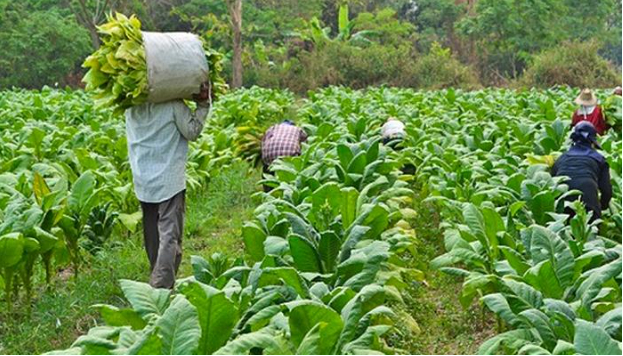 Hình 3. Chăm sóc cây là biện pháp thủ công mà rất hiệu quả để phòng trừ bệnh hại