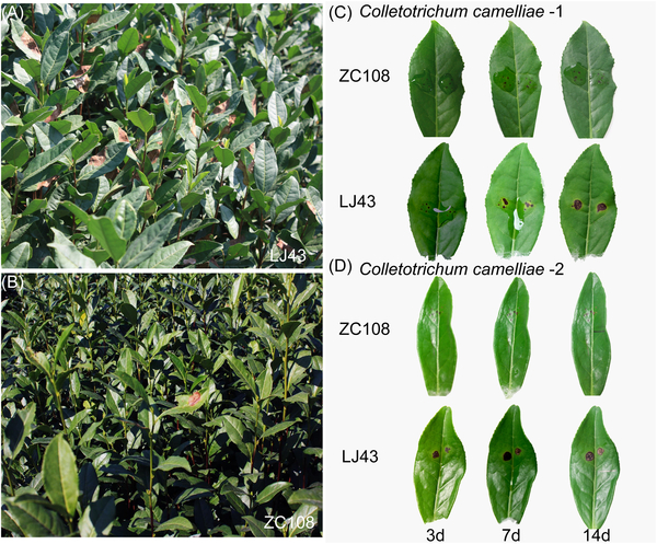 Hình 1: Bệnh đốm nâu lá chè
