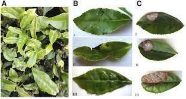 Hình 3: Dấu hiệu bệnh đốm nâu trên lá chè 