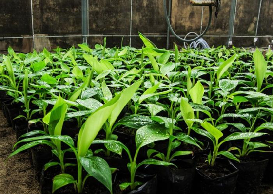 Hình 3. Chọn giống chuối khỏe mạnh sạch bệnh