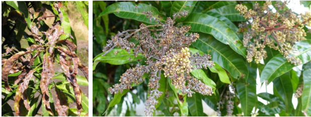 Hình 4 & 5: Dấu hiệu biểu hiện trên cây xoài