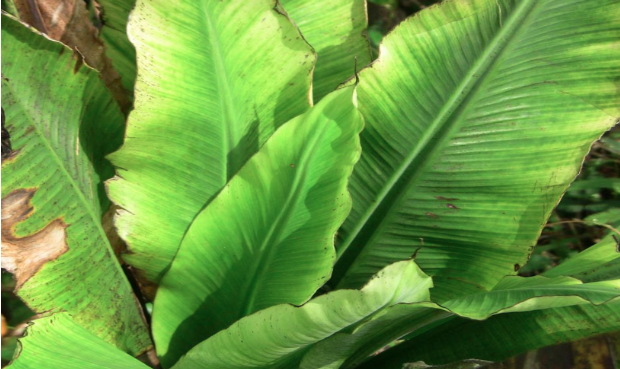 Hình 1: Các bệnh hay gặp ở cây chuối trong đó có đốm đen