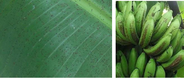 Hình 2 & 3: Bệnh đốm sẹo đen trên lá và quả chuối