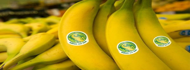 Hình 4: Chuối đủ tiêu chuẩn xuất khẩu với giá trị thương mại cao