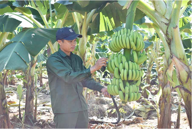 Hình 5: Thường xuyên quan sát, kiểm tra vườn chuối