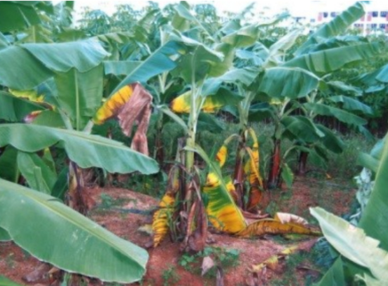 Hình 1. Bệnh đốm vàng lá Sigatoka ở chuối