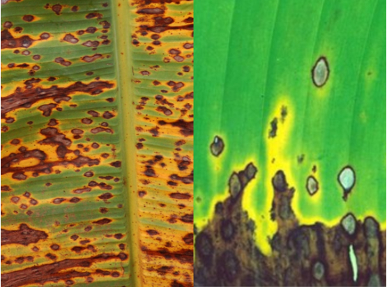 Hình 2. Triệu chứng bệnh đốm vàng lá Sigatoka 