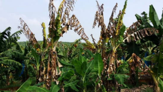 Hình 3. Bệnh lây ra nhiều cây chuối