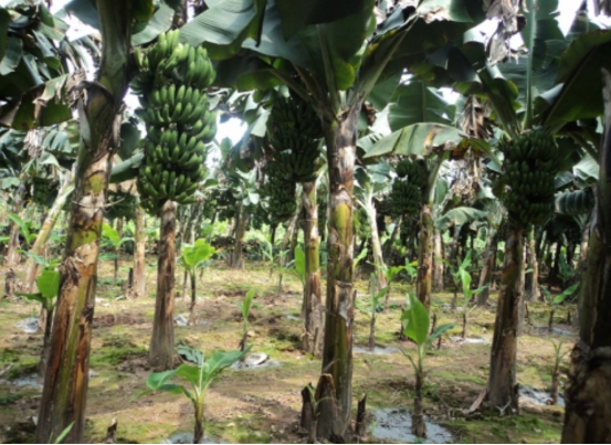 Hình 4. Trồng có khoảng cách thoáng giữa các cây