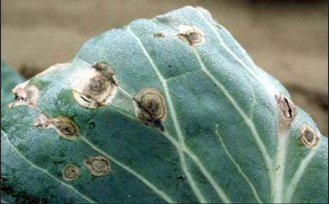 Hình 1. Đốm vòng hại bắp cải