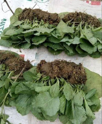 Hình 3. Chọn giống