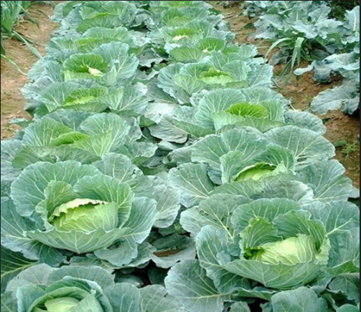 Hình 4. Canh tác hợp lý