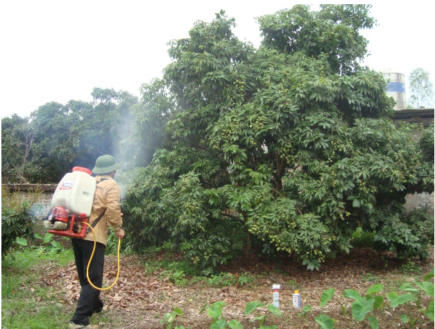 Hình 4. Phun thuốc trừ bệnh