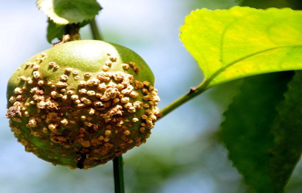 Hình 2. Vết bệnh trên quả chanh dây