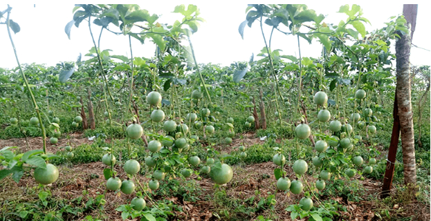 Hình 3. Canh tác hợp lý