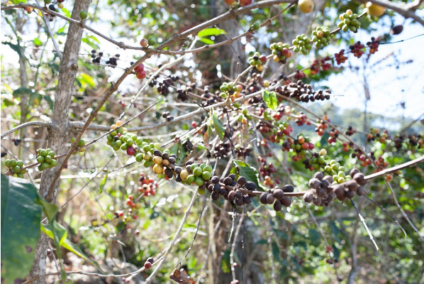 Hình 3: Cây bệnh bị rụng lá