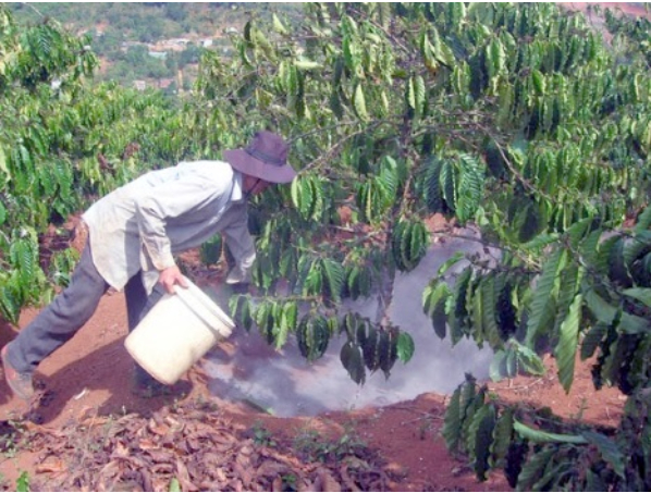 Hình 4: Bón phân cho cây cà phê