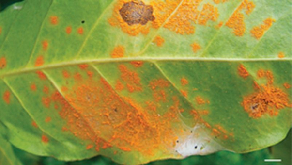 Hình 1: Bệnh gỉ sắt cây mai vàng 