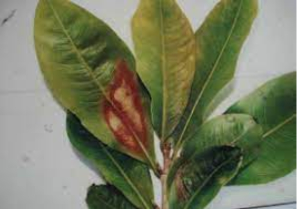 Hình 2: Vết bệnh trên lá