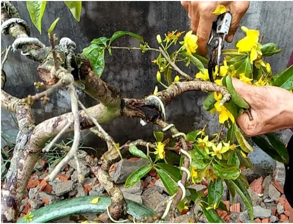 Hình 3: Tiến hành cắt tỉa 