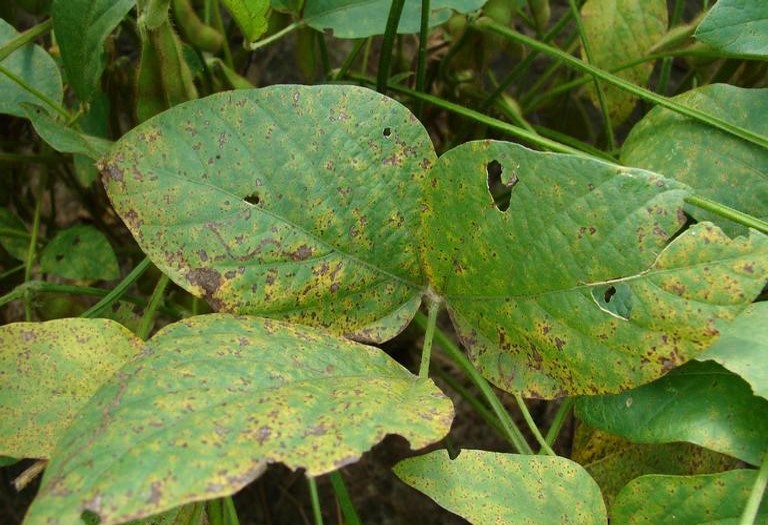 BỆNH GỈ SẮT ĐẬU ĐỖ Đậu đỗ là một giống cây trồng khá dễ, mang lại rất nhiều lợi ích. Cây đậu đỗ từ xưa đã được trồng rất nhiều ở khu vực Đồng Bằng Sông Cửu Long. Nơi đây có đủ mọi điều kiện thuận lợi để cây đậu phát triển nhanh chóng. Đậu đỗ được sử dụng để làm thành những thực phẩm khô, ép thành nước tương, hay làm đậu phụ,...Bởi với nhiều công dụng cũng như tính thực tế của loại cây này mà quy mô trồng đậu đỗ ngày càng mở rộng và phát triển. Nhưng trong quá trình trồng trọt và chăm bón thì có nhiều bà con cũng như các nhà làm vườn ở các doanh nghiệp đã phản hồi rất nhiều về một loại bệnh đang gây ảnh hưởng không nhỏ tới cây đậu. Đó là bệnh gỉ sắt - một trong những loại bệnh khá phổ biến hiện nay. Và để biết thêm về những kiến thức cơ bản về cây cây đậu đỗ thì hãy cùng chúng tôi tìm hiểu nhé! Giới thiệu bệnh hại - Bệnh gỉ sắt đậu đỗ do nấm Phakopsora Pachyrhizi Sydow, Phakopsora sojae Sawada gây ra. Nấm gây bệnh thuộc lớp nấm Đảm (Basidiomycetes). Trên đồng ruộng nấm bệnh thường ở dạng sinh sản vô tính, thường gặp nhất là các hạ bào tử (Uredospore), chúng tập hợp thành các hạ bào quần (Uredospore) nhô lên ở hai mặt lá. - Hạ bào quần có kích thước 197-258 x 97-108 micron, được hình thành dưới lớp biểu bì lá, sau đó nhô lên khỏi bề mặt lá. - Hạ bào tử có kích thước 4.7-12 x 2.1- 5.7micron, gồm một tế bào không màu hoặc vàng nhạt, dạng bầu dục không đều (có đầu trên tròn, hơi phình to, đầu dưới thu nhỏ lại), bên trong biểu hiện rõ 1-2 đầu. - Khi gặp thời tiết rét, ẩm cao bệnh sẽ bắt đầu hình thành có màu nâu hoặc đen từ các động bào quần (teleutospores, telios ori), chứa các động bào tử (teleutospores, teliospores) có kích thước 12-34 x 5-13 micron, gồm 1 tế bào màu nâu, dạng bầu dục dẹp hoặc góc cạnh. - Với kích thước vô cùng nhỏ thì các động bào quần dễ dàng hình thành, tập hợp tạo nên các vết nấm bệnh thâm nhập sâu vào cơ thể cây đậu đỗ. Hình 1. Bệnh gỉ sắt đậu đỗ Đối tượng gây hại - Bệnh gỉ sắt là một loại bệnh khá phổ biến ở giới thực vật. Ngoài cây đậu đỗ thì bệnh gỉ sắt còn gây hại đến cây ngô, cây cà phê hay một số loại cây hoa như cây hoa hồng, cây lan,... - Loại bệnh này gây ảnh hưởng trực tiếp tới chất lượng cây cũng như giảm đi hiệu quả cây trồng. Triệu chứng dấu hiệu bệnh gỉ sắt - Bệnh gỉ sắt thường gây hại ở cây đậu nành, tùy vào môi trường, điều kiện phát triển thì mức độ gây hại của bệnh cũng khác nhau. Cây đậu đỗ được trồng khá phổ biến ở khắp mọi nơi trên đất nước Việt Nam, tuy nhiên bệnh gây hại nặng nề nghiêm trọng nhất chủ yếu ở các vùng khu vực Đồng Bằng Sông Cửu Long, xuất hiện hầu hết trên các loại giống đang canh tác hiện tại. Bệnh thường phát triển mạnh nhất vào mùa Hè thu, khi có mưa nhiều, độ ẩm cao. Ở những vườn, ruộng trồng xen canh đậu với bắp thường bị trầm trọng hơn. - Bệnh có thể bắt đầu hình thành và tấn công từ lúc cây đậu chỉ có hai lá kép cho đến khi trái chín. Ở giai đoạn từ cây con cho đến khi ra quả thì bệnh sẽ có dấu hiệu phát triển chậm lại nhưng sau đó một thời gian ngắn sẽ bắt đầu phát triển dần lên, mạnh mẽ và nặng hơn. Ở những lá đậu còn non, có nhiều dưỡng chất, sức đề kháng cao, chứa nhiều protein, đạm nên sẽ chịu được bệnh cao hơn những lá già. Bệnh gỉ sắt xuất hiện gây hại trên tất cả các bộ phận của cây đậu nhưng nặng hơn vẫn là ở các lá già. Hình 2. Vết bệnh gỉ sắt trên lá - Ở trên lá, khi bệnh bắt đầu xuất hiện sẽ có những đốm tròn nhỏ với nhiều màu sắc khác nhau như: nâu, vàng, xanh nhạt, lấm tấm như đầu kim rải đều trên các mặt lá. Sau đó bệnh sẽ bắt đầu lan rộng ra 1-1.5mm với các dạng hình tròn to hơn một chút hoặc dạng góc cạnh hay có thể là bất dạng có màu nâu vàng, nâu đen như màu gỉ sắt. Đặc tính về màu sắc của bệnh có thể thay đổi khác nhau tùy thuộc vào giống đậu, thời tiết và mức độ xâm nhập của nấm. Ở những vết bệnh nhô lên ở cả hai mặt lá, chủ yếu hơn vẫn là mặt dưới thì thường do điều kiện môi trường thích nghi của nấm bệnh. Bởi do mặt dưới của lá có ẩm độ cao hơn so với mặt trên cùng với nhiệt độ thích hợp cho nấm phát triển. Ngoài ra, mưa và ánh nắng trực tiếp cũng không ảnh hưởng lên bề mặt trên của lá. Khi bệnh trở nên nặng thì các vết bệnh sẽ liên kết với nhau tạo thành các mảng hoặc bị bệnh toàn bộ lá dẫn đến khô xơ và rụng nhiều, cây sẽ mất đi khả năng quang hợp. Ở giai đoạn cây chưa ra hoa, ra trái sẽ làm mất đi khả năng kết trái dẫn đến không có quả để thu hoạch, năng suất và doanh thu của bà con cũng mất đi rất nhiều. Nguyên nhân phát sinh bệnh hại Bệnh gỉ sắt đậu đỗ do nấm Phakopsora Pachyrhizi Sydow, Phakopsora sojae Sawada gây ra. Nấm gây bệnh thuộc lớp nấm Đảm (Basidiomycetes). Trên đồng ruộng nấm bệnh thường ở dạng sinh sản vô tính, thường gặp nhất là các hạ bào tử (Uredospore), chúng tập hợp thành các hạ bào quần (Uredospore) nhô lên ở hai mặt lá. Nấm bệnh là các bào tử có kích thước nhỏ, len lỏi và xâm nhập vào cơ thể cây đậu. Điều kiện phát sinh bệnh hại - Bệnh gỉ sắt trên cây đậu chủ yếu phát triển ở các vùng sông Đồng Bằng Sông Cửu Long, phát triển ở các mùa trong năm nhưng mạnh mẽ nhất là vào hè thu. - Khi thời tiết vào thời kỳ mưa nhiều, độ ẩm cao, ban ngày nhiều sương sẽ làm bệnh có đủ mọi điều kiện để phát triển lấn sâu vào trong lá. - Vào mùa rét, bệnh sẽ bắt đầu lấn sâu, to hơn thành từng mảng trên lá. Mức độ ảnh hưởng - Bệnh gỉ sắt ảnh hưởng khá nghiêm trọng tới chất lượng và sản lượng của đậu đỗ. - Khi bệnh lây nhiễm ở giai đoạn lá già thì sẽ làm lá bị khô, rụng nhiều. Cây mất đi khả năng quang hợp, lượng dinh dưỡng hấp thu cũng ít hơn. - Với trường hợp khi cây đậu chưa ra hoa và quả thì sẽ làm vụ mùa đậu đỗ bị thất thu. Cụ thể là khi chưa ra hoa và quả thì bệnh hại sẽ xâm lấn, ngăn cản quá trình phát triển ra hoa kết trái của đậu đỗ. Như thế sẽ làm cho mùa đậu đó không có năng suất. Biện pháp phòng bệnh Chọn giống - Nên lựa chọn các loại giống ít nhiễm bệnh hoặc có khả năng kháng bệnh cao. Theo kết quả nghiên cứu tại một trường đại học cho kết quả rằng qua hai vụ ĐX 82 - 83, X 83 -84 có một số loại giống sau đây ít khả năng nhiễm bệnh hơn: Orba, DL, C 5 - 20, MTD 22 - 1, 1338 mới, MTD 22 - 1. - Nên chọn các loại giống có hạt tốt, đầy đặn, chọn các loại giống từ những ruộng không nhiễm bệnh hoặc nhẹ để trồng. Ở khu vực Đồng Bằng Sông Cửu Long thì trong tất cả các vụ đều bị nhiễm bệnh nhưng do tính chất nhiễm trễ nên mức độ thất thu không cao. Thời vụ - Thời vụ là yếu tố cơ bản nhất ảnh hưởng tới bệnh hại. Bất kể các loại bệnh nào cũng sẽ phát triển hơn vào Hè thu bởi do thời tiết, khí hậu và độ ẩm mùa này là điều kiện tốt cho nấm bệnh gây hại. Vào mùa Đông Xuân sẽ ít nhiễm bệnh hơn. Nên gieo sạ đúng thời vụ để mang đến hiệu quả tốt nhất cho vụ trồng. Kỹ thuật canh tác - Mật độ gieo sạ: Cần đảm bảo được mật độ gieo sạ ở các vùng canh tác khác nhau, nếu mật độ gieo sạ quá dày sẽ làm cho nấm bệnh dễ phát triển. Ngược lại nếu gieo sạ với mật độ vừa phải, đủ khoảng cách thì mức độ gây hại của nấm bệnh gỉ sắt sẽ thấp hơn, đồng thời sẽ giúp cho cây có đủ điều kiện phát triển. - Tưới nước: Đầu tiên phải đảm bảo được nguồn nước tưới không chứa mầm bệnh. Tạo hệ thống tưới nước thường xuyên, cung cấp đủ lượng nước không để ruộng bị khô hạn hoặc ngập úng. - Phân bón: Bón phân đầy đủ và cân đối, không được lạm dụng quá nhiều phân, khiến cây bị thừa chất và khó hấp thu. Bổ sung phân lân và kali cho các vùng bị nhiễm bệnh nặng. - Cần thường xuyên thăm đồng để phát hiện bệnh kịp thời Vệ sinh sinh đồng ruộng - Đất: Nên làm đất kỹ, sạch sẽ các loại rau cỏ trên đất để tránh trường hợp nấm bệnh còn đọng lại. Xử lý đất bằng cách phun thuốc phòng trừ nấm. - Sau các vụ canh tác hoặc trước khi canh tác cần xử lý vườn ruộng, loại bỏ hết các cây từng bị nấm bệnh đốt hoặc chôn sâu. Nhất là ở những vùng ruộng bị nhiễm bệnh nặng. Tuyệt đối không để nấm bệnh tồn tại. Hình 1. Bệnh gỉ sắt đậu đỗ Hình 3. Canh tác đậu đỗ hợp lý Biện pháp xử lý bệnh - Khi có dấu hiệu nhiễm bệnh cần nhổ bỏ tiêu huỷ ngay cây bệnh, phun một số loại thuốc có chứa hoạt chất diệt nấm (Mancozeb, Difenoconazole+Azoxystrobin,...), bà con hãy tham khảo một số sản phẩm của Nghi Anh như Kibul, Nazosi,...Nếu bệnh nặng thì phun lần 2 sau 5-7 ngày [products ids="132,134" sku=""] Câu hỏi thường gặp [saswp_tiny_multiple_faq headline-0="h3" question-0="Bệnh gỉ sắt phát sinh, phát triển ở giai đoạn nào trên cây đậu đỗ?" answer-0="Bệnh phát sinh gây hại từ giai đoạn cây con có hai lá kép cho tới khi trái chín" image-0="" headline-1="h3" question-1="Vết bệnh có hình dạng như thế nào?" answer-1="Khi bệnh xuất hiện sẽ có những đốm tròn nhỏ nhiều màu sắc khác nhau như: nâu, vàng, xanh nhạt, lấm tấm như đầu kim rải đều trên các mặt lá, bệnh sẽ lan rộng ra 1-1.5mm với các dạng hình tròn to hơn một chút hoặc dạng góc cạnh hay có thể là bất dạng có màu nâu vàng, nâu đen như màu gỉ sắt" image-1="" headline-2="h3" question-2="Xử lý bệnh bằng cách nào?" answer-2="Khi có dấu hiệu nhiễm bệnh cần nhổ bỏ tiêu huỷ ngay cây bệnh, phun một số loại thuốc có chứa hoạt chất diệt nấm (Mancozeb, Difenoconazole+Azoxystrobin,...)" image-2="" count="3" html="true"] Link ảnh Link 1 : https://congtydelta.com/public/upload/images/5470099.jpg Link 2 : https://congtydelta.com/public/upload/images/images(10).jpg Link 3 : https://huongtra.thuathienhue.gov.vn/UploadFiles/TinTuc/2021/3/8/fewq.jpg