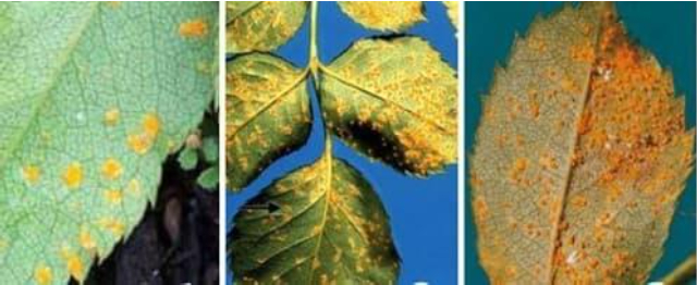 Hình 1. Bệnh gỉ sắt gây hại trên lá hoa hồng