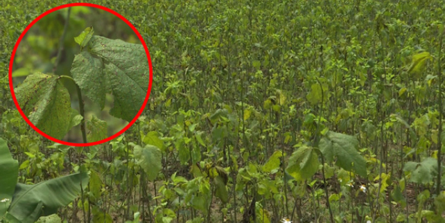 Hình 2. Cây dâu bị bệnh gỉ sắt