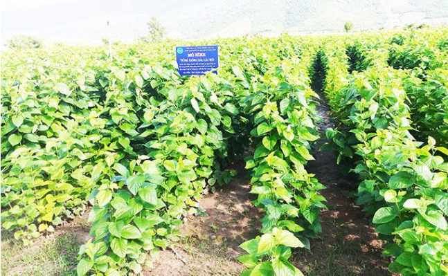 Hình 3. Mô hình canh tác cây dâu