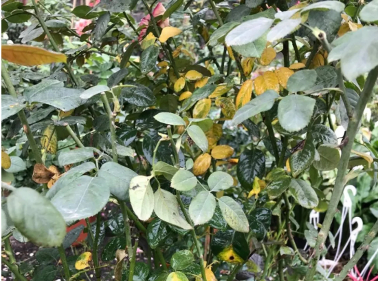 Hình 1. Bệnh gỉ sắt trên cây hoa hồng