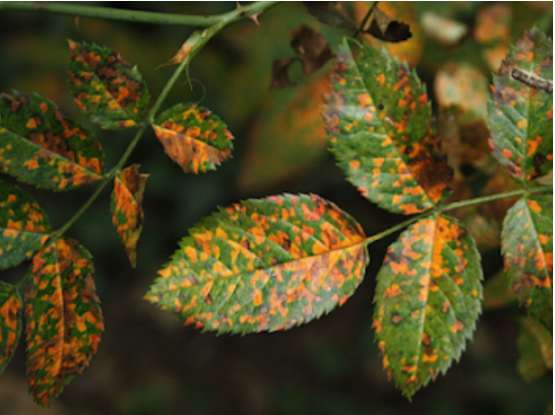 Hình 2. Triệu chứng bệnh gỉ sắt ở lá