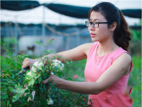 Hình 3. Cắt tỉa cho cây hoa hồng