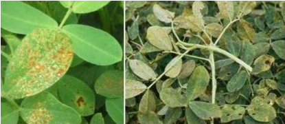 Hình 1. Bệnh gỉ sắt gây hại trên lá và các bộ phận khác của cây lạc