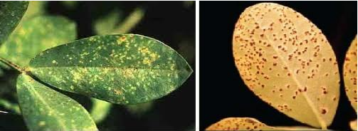 Hình 2. Dấu hiệu của bệnh gỉ sắt xuất hiện