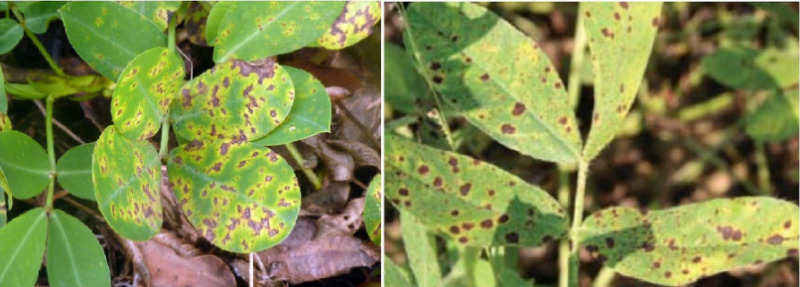 Hình 4. Bệnh gỉ sắt kết hợp bệnh đốm đen làm dịch bệnh trở nên khó kiểm soát